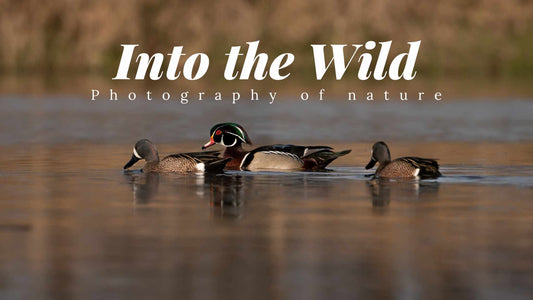 Start up camera gear for Wildlife Photography