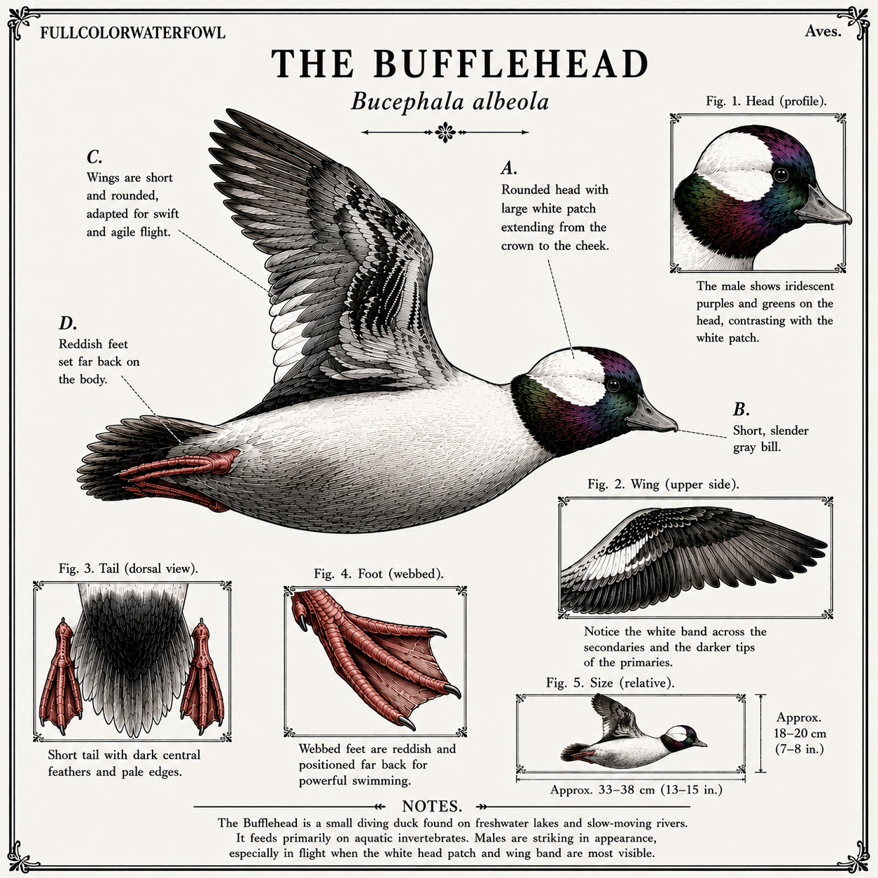 The Bufflehead Artwork