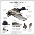 The Ringneck Artwork