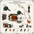 The Shoveler Artwork