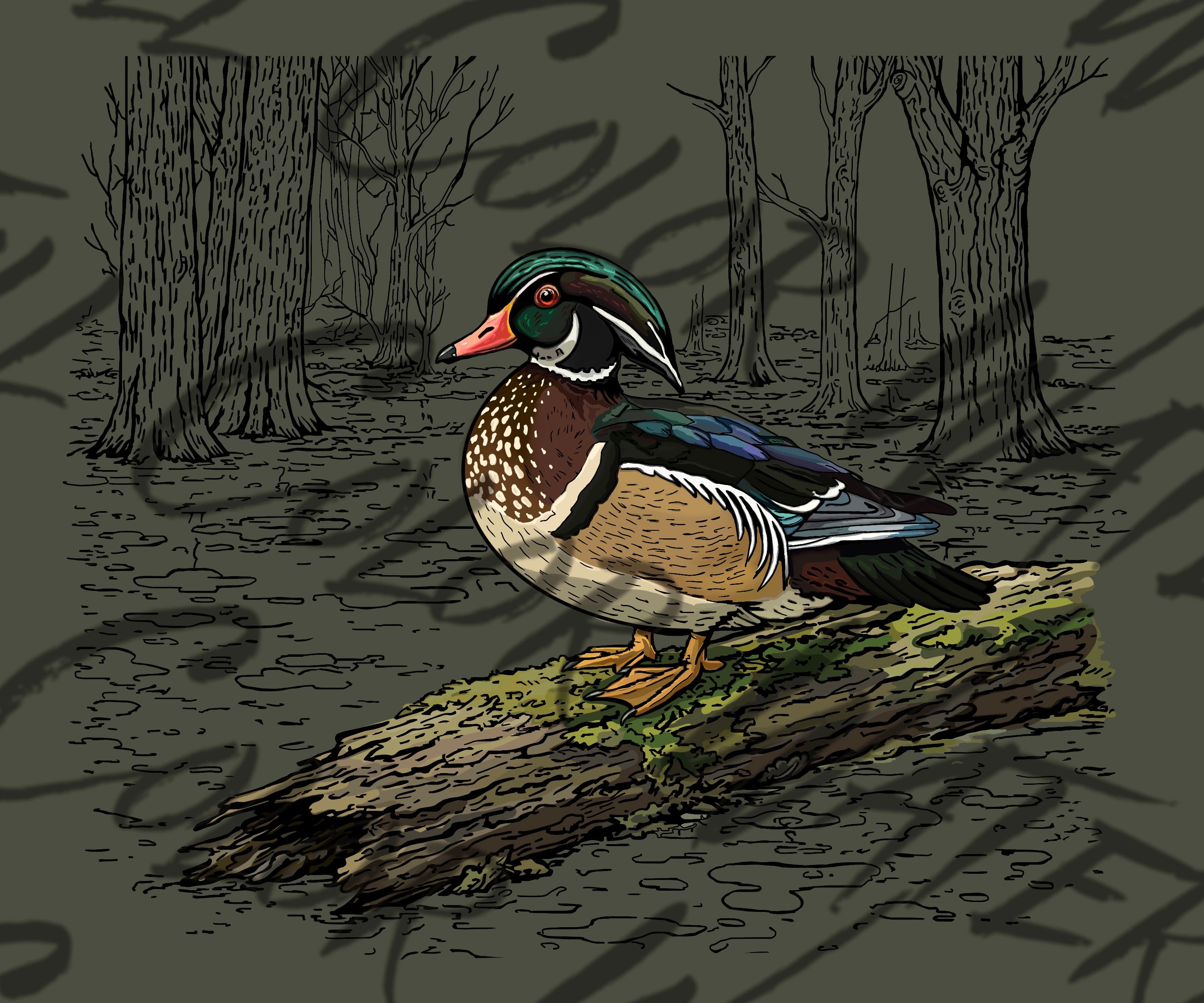 Wood Duck Illustration PNG | Waterfowl Wildlife Graphic | Hunting Brand Artwork | Rustic Duck Art | Outdoor Apparel Design | Transparent PNG Download
