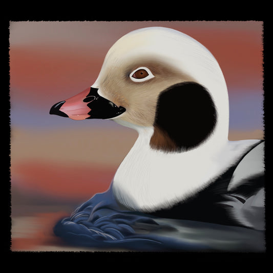 Long-tailed duck Digital File