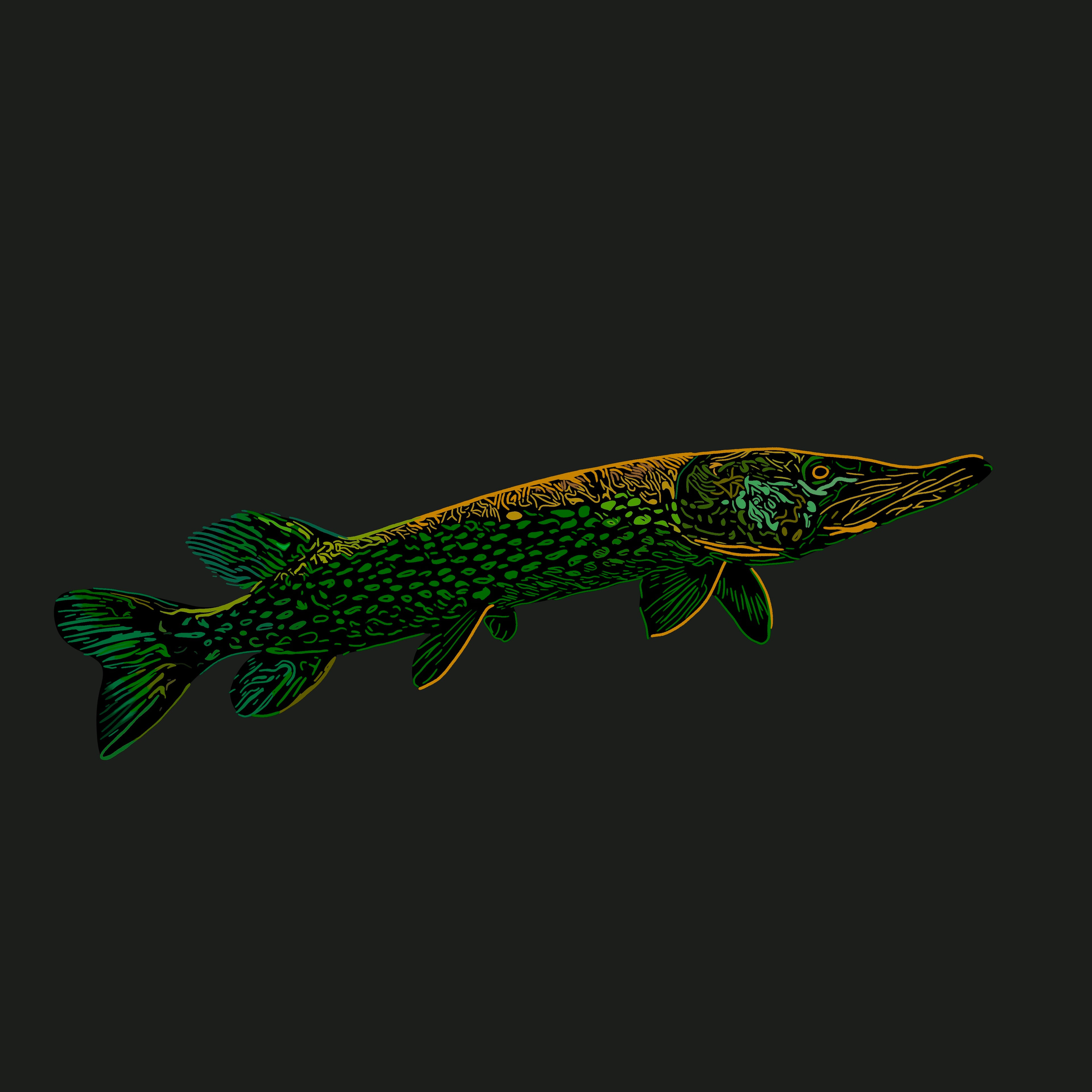Northern Pike