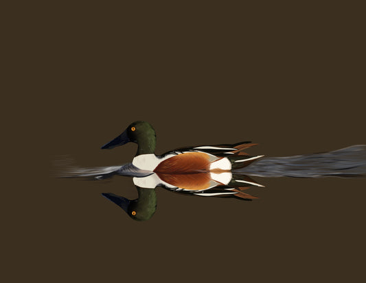 Northern Shoveler Digital File