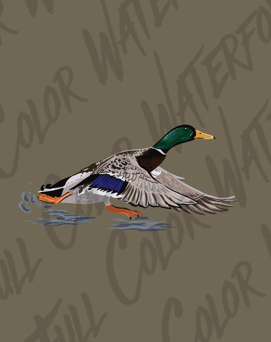 Mallard Running on Water PNG