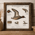 The Green Winged Teal Artwork