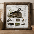 Wood duck WALL ARTWORK ( Hen)