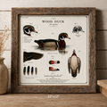 Wood duck WALL ARTWORK (Drake)
