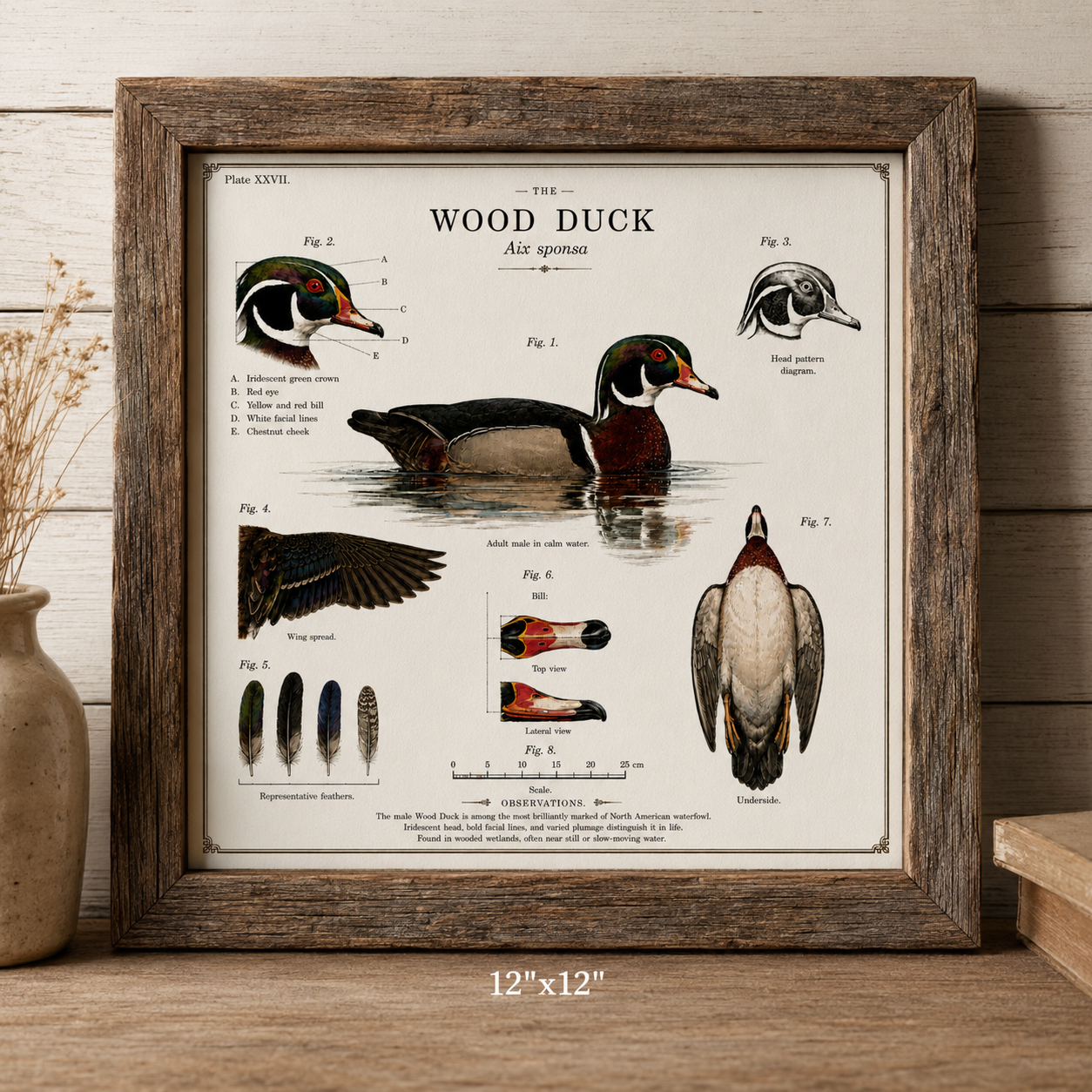 Wood duck WALL ARTWORK (Drake)