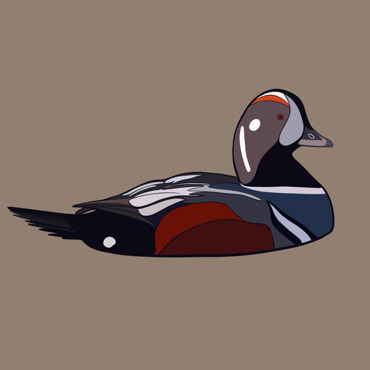 Harlequin Duck